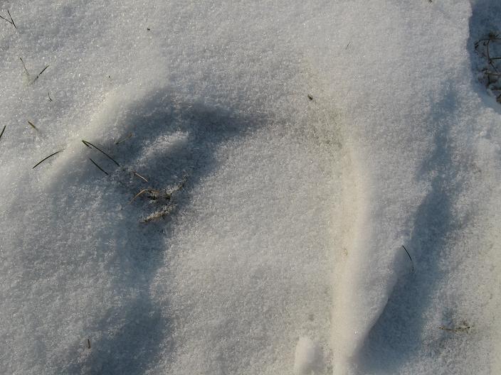 雪地上的脚印 摄影 冷风lengfeng