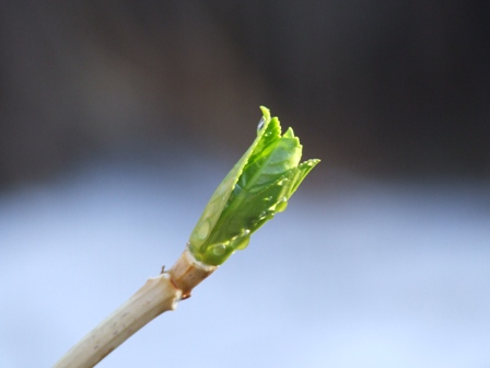 新芽 摄影 瓦尔登湖