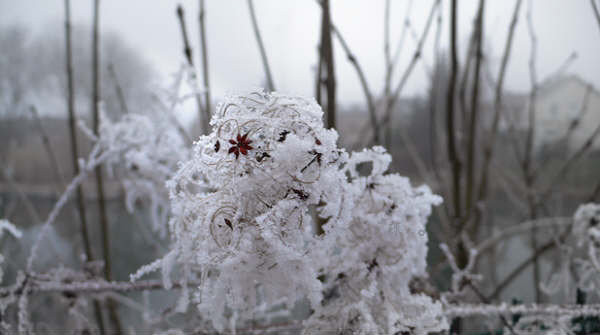 雪绒花 摄影 florafong