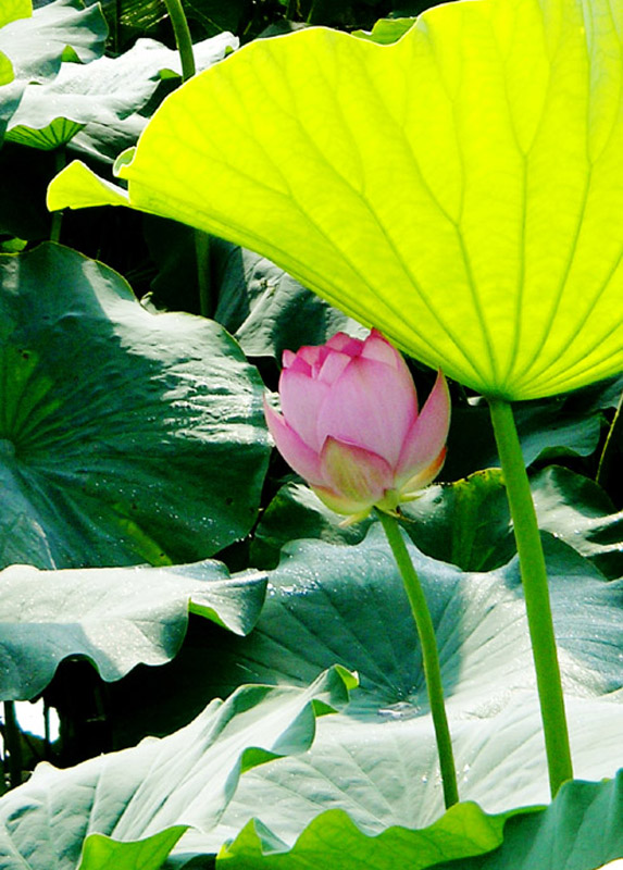 芙蓉借伞-----荷 3 摄影 厨师解围腰