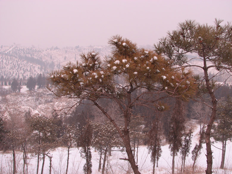 妙雪弄松 摄影 雪岩