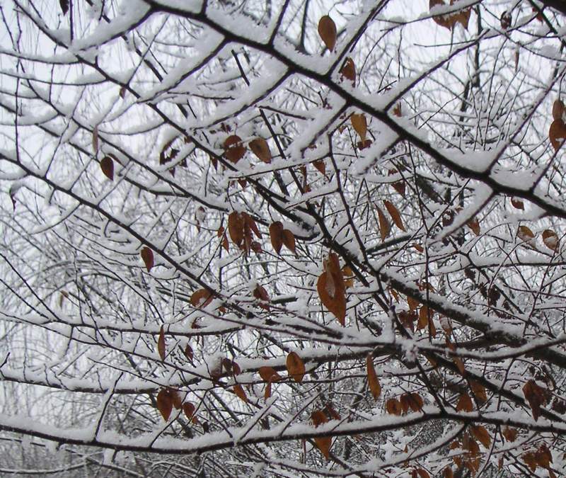 雪花 摄影 绿叶集