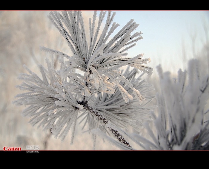 《雪后初晴》 摄影 小巍