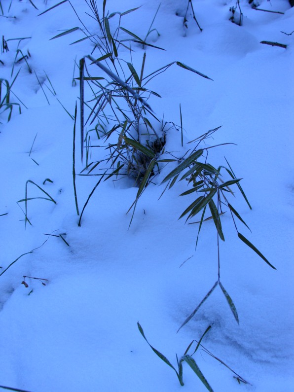 翠竹点雪 摄影 崔鸿文