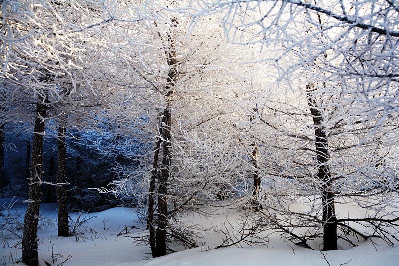 万龙雪景 摄影 菜鸟一二三