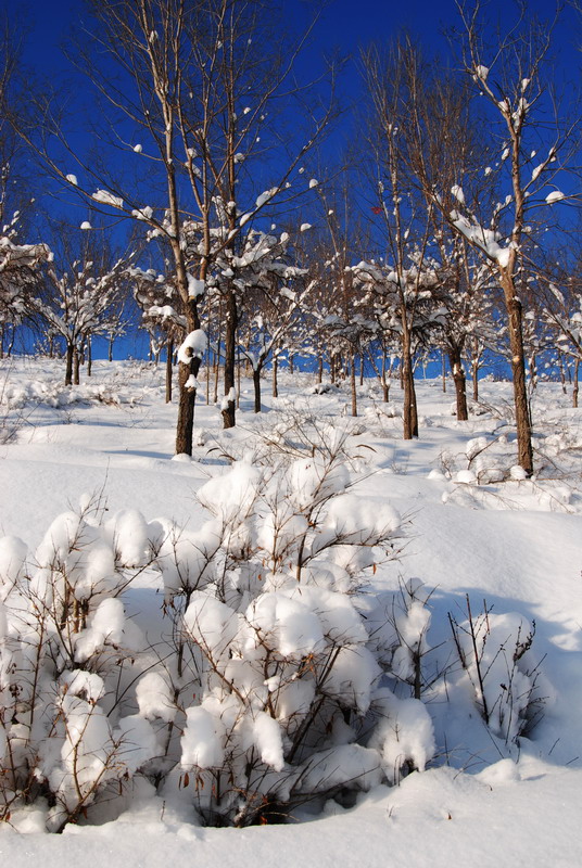 雅玛里克山的雪 摄影 古道浪子