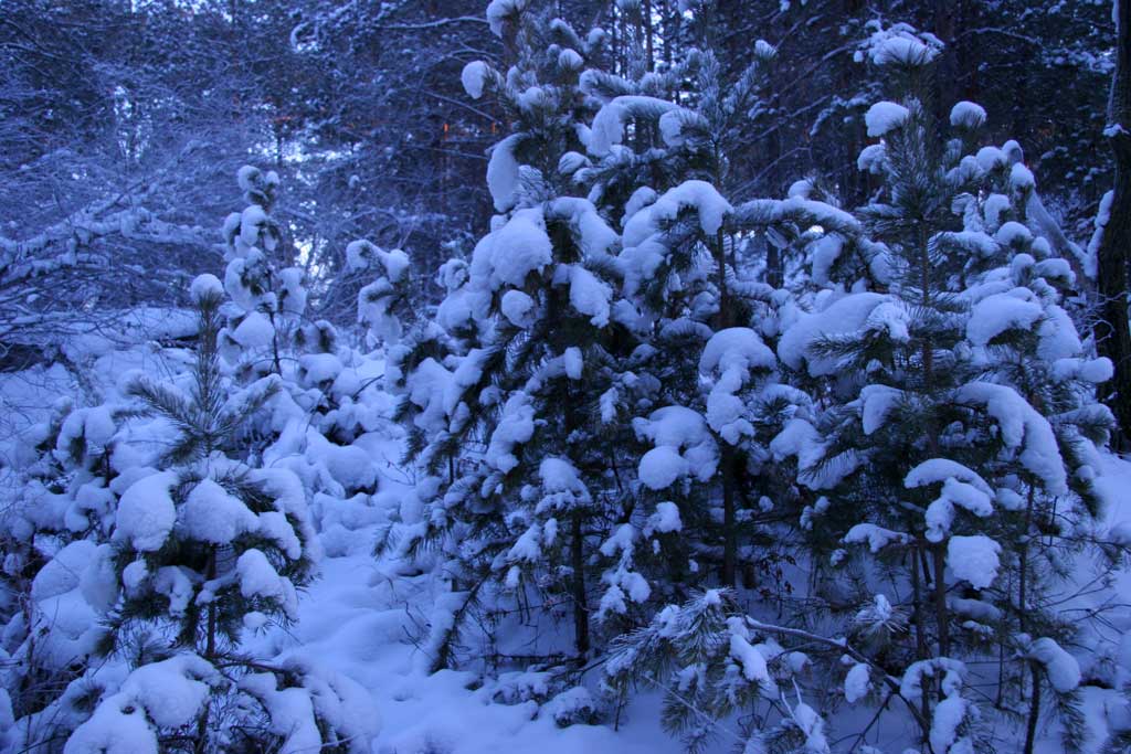 雪韵2 摄影 独行剑