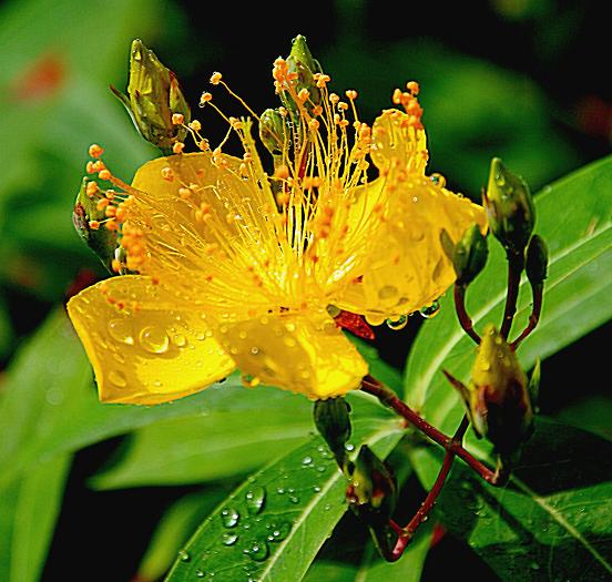 金丝桃花 摄影 梅花