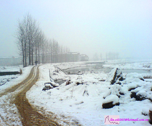 黑与白的对比！---记07年的第一场雪 摄影 linzi