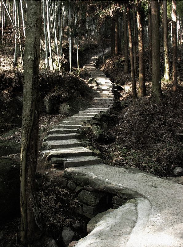 竹林小径 摄影 高山松