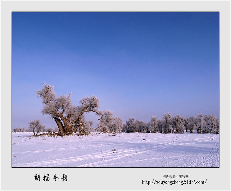 胡杨冬韵 摄影 东北虎