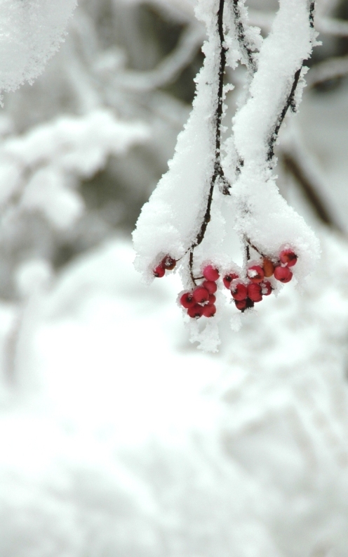 雪中春意暗透 摄影 咸鸭蛋黄