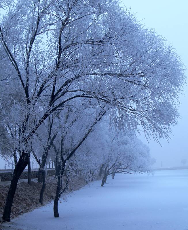 雾凇 摄影 乐水郑曦