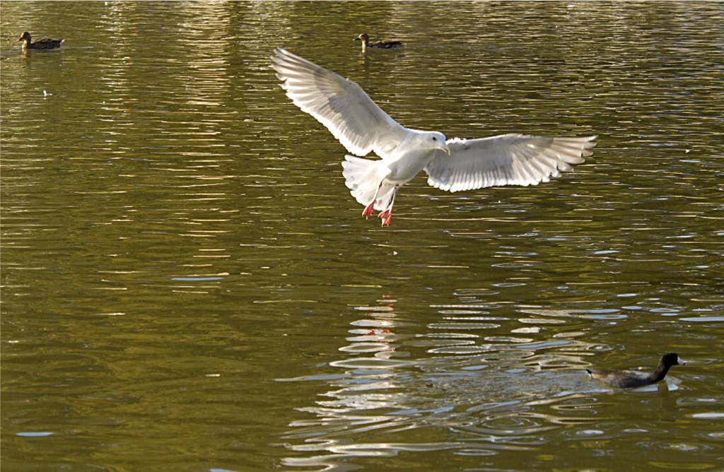 bird-485 摄影 fengsheng