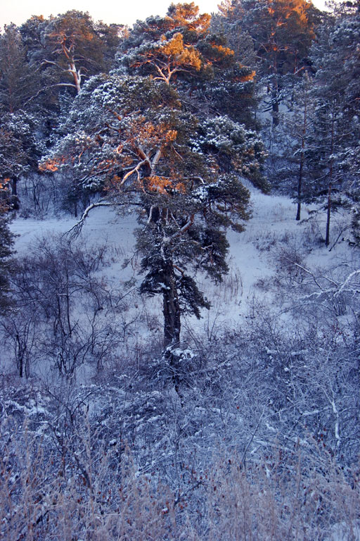 雪韵3 摄影 独行剑