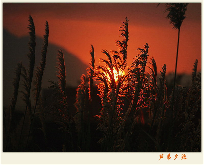 芦苇夕照 摄影 雅加