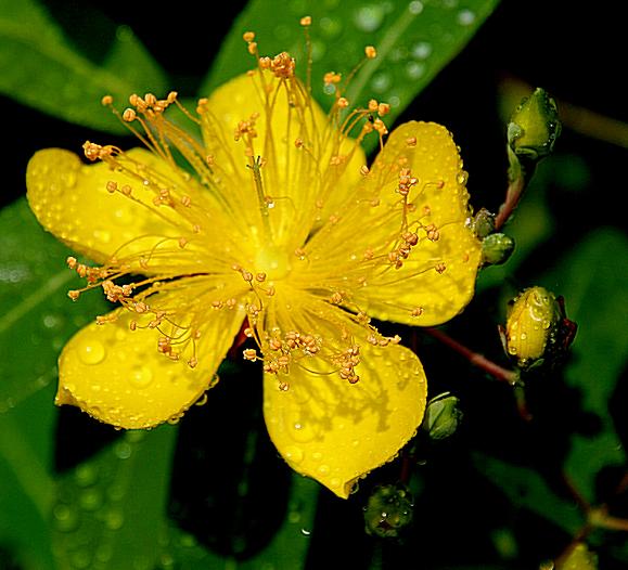 金丝桃花 摄影 梅花