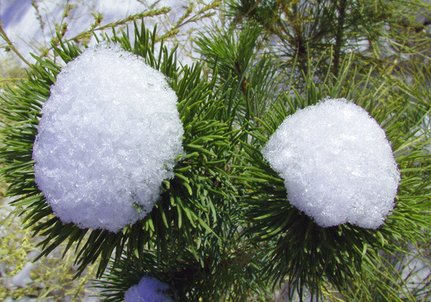 雪“花” 摄影 嚣张