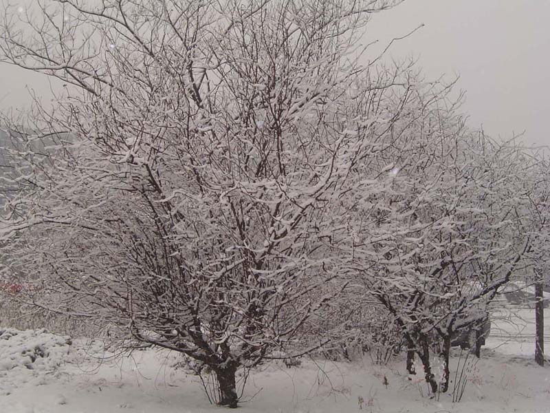 雪野 摄影 南歌子