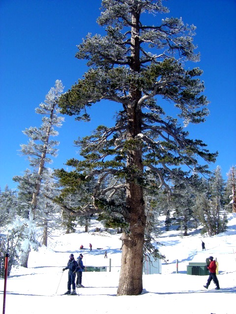 雪松 摄影 文佬青也