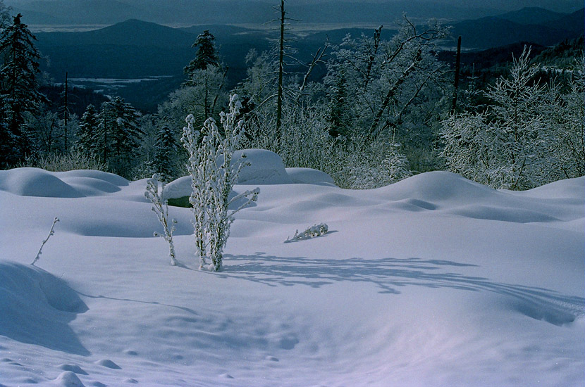 雪乡行---林海雪原 摄影 古道西丰