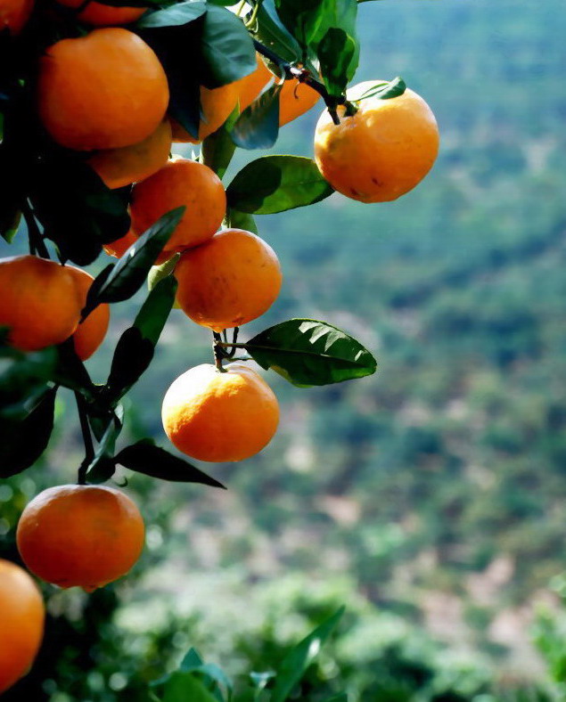 橘子红了!（Citrus No.1） 摄影 山头舟