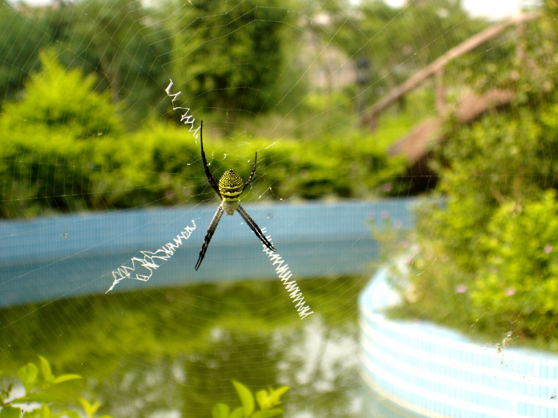 蜘蛛写英文 摄影 鹏城杜鹃