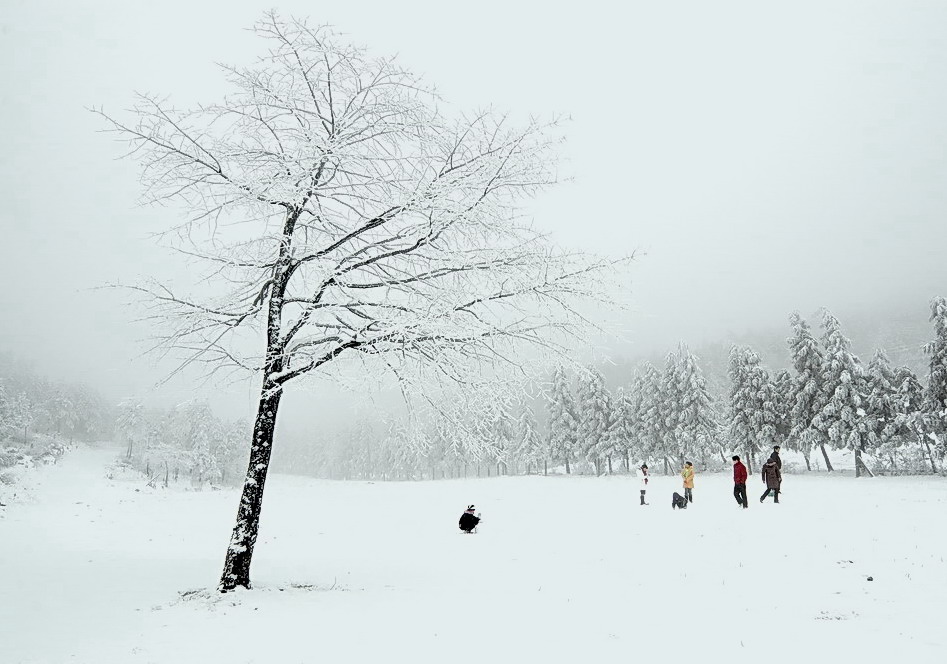 雪趣 摄影 楠松林