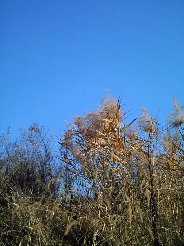 冬日.芦苇 摄影 十八家公寓