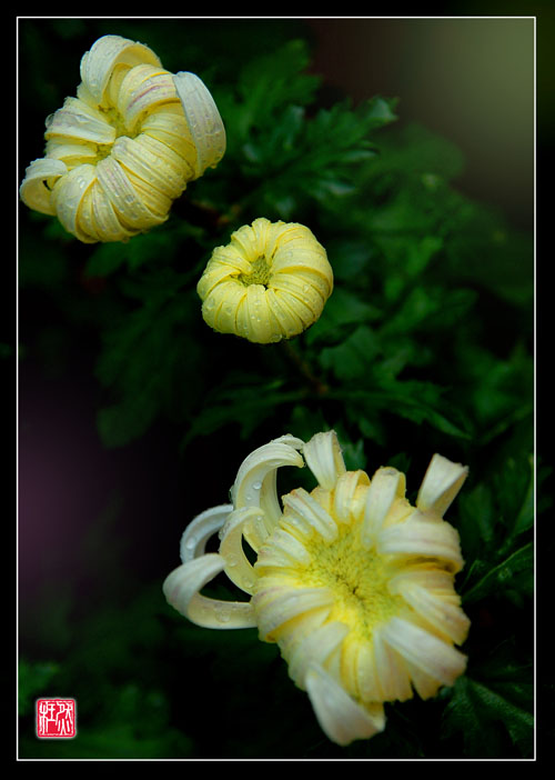 菊花2 摄影 枉然