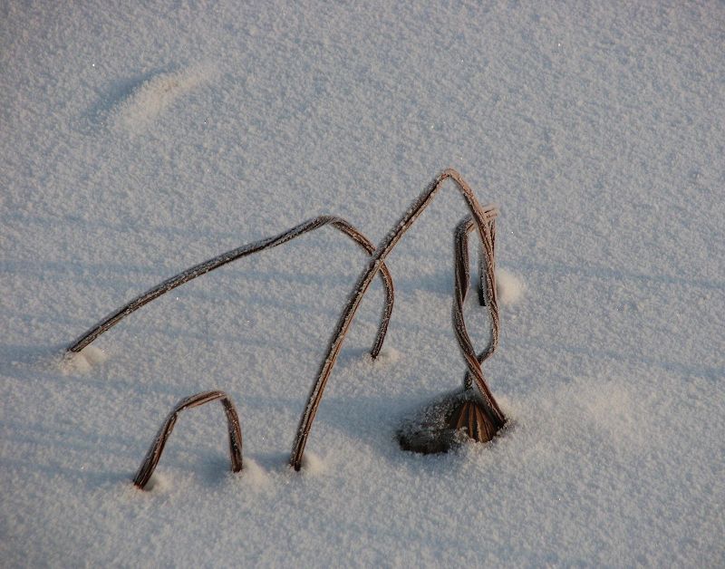 残荷踏雪 摄影 麦田圈