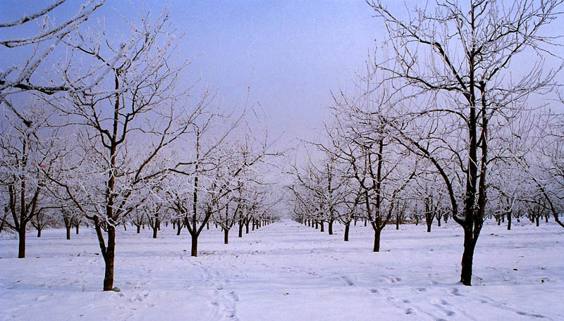 果园的冬雪 摄影 飓风