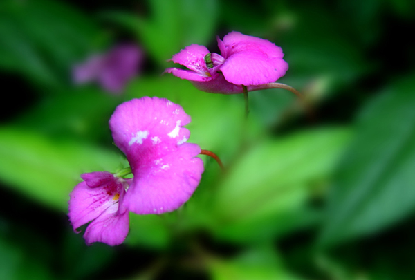 花花 摄影 甘宝宝