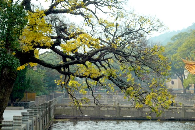 普济禅寺前 摄影 漠之