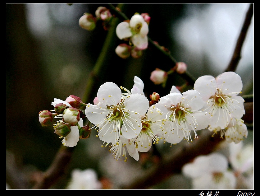 白梅花 摄影 fangy