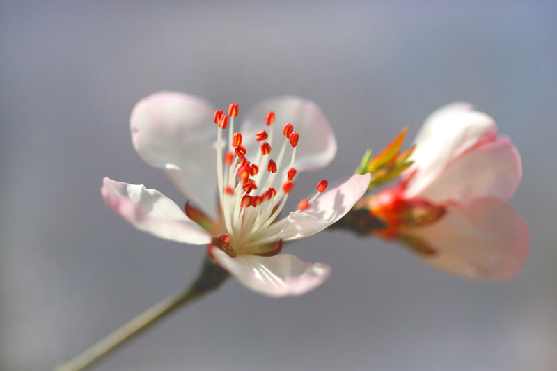 春花 摄影 红片