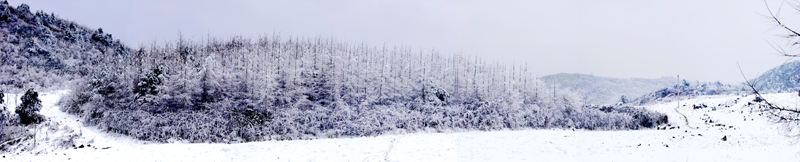 松雪小'岛' 摄影 藕花争渡