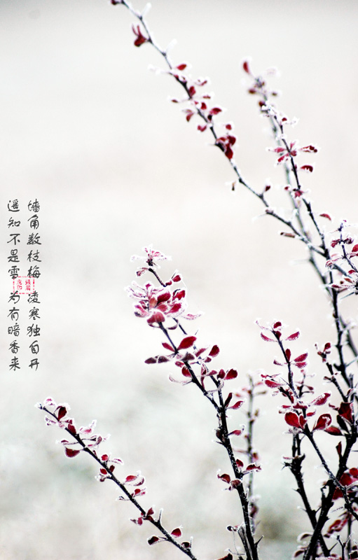 "梅花开" 摄影 zhangghu