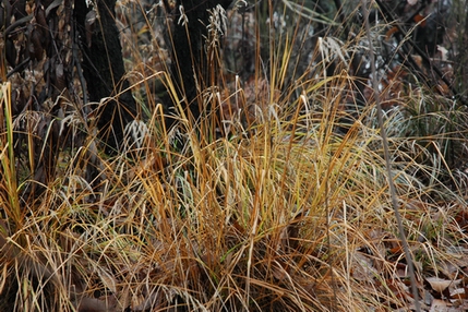 就是草 摄影 vieng