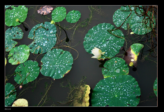 <<雨后芙蓉>> 摄影 翔逸