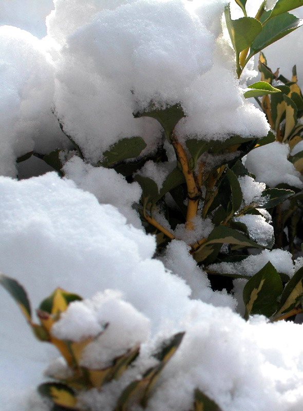 雪后 摄影 土贡墨