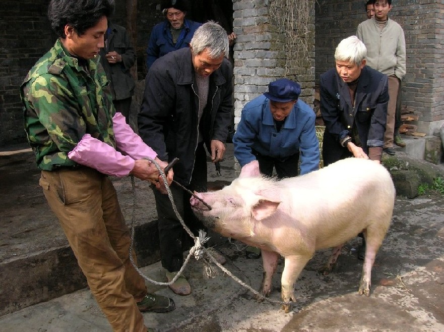 贵州桐梓：杀年猪 迎新春 摄影 桐梓张绍明