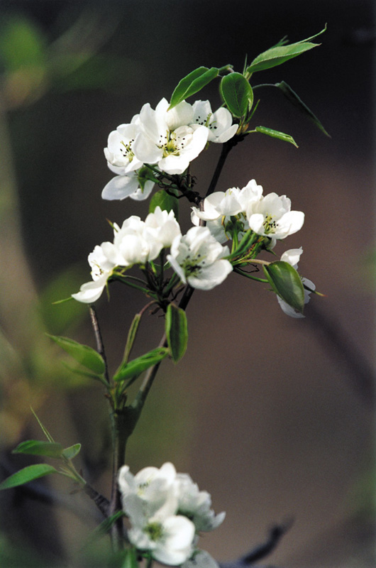 小花儿 摄影 nemon