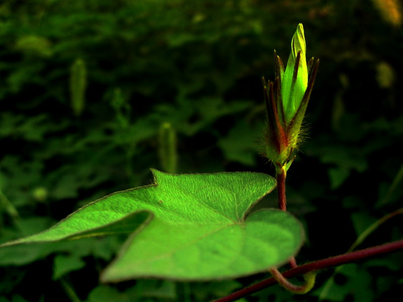 牵牛花 摄影 山村大夫