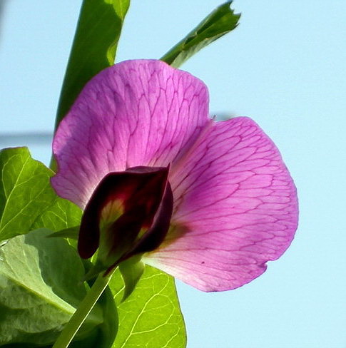 豌豆花1 摄影 风帆