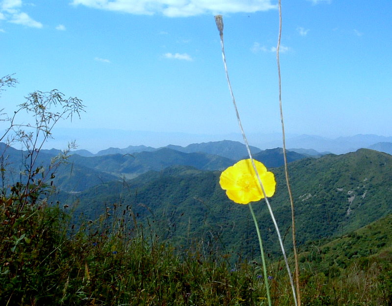 山花烂漫 摄影 屠驴高手