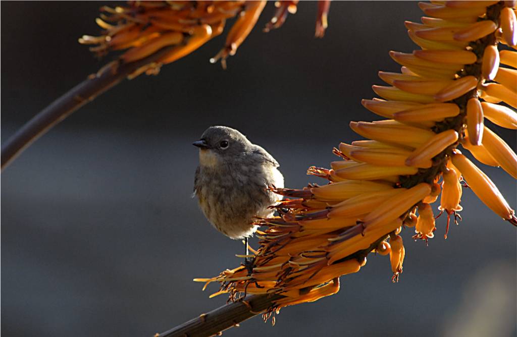 bird-498 摄影 fengsheng