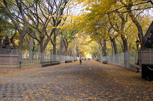 公园秋色 摄影 一片叶