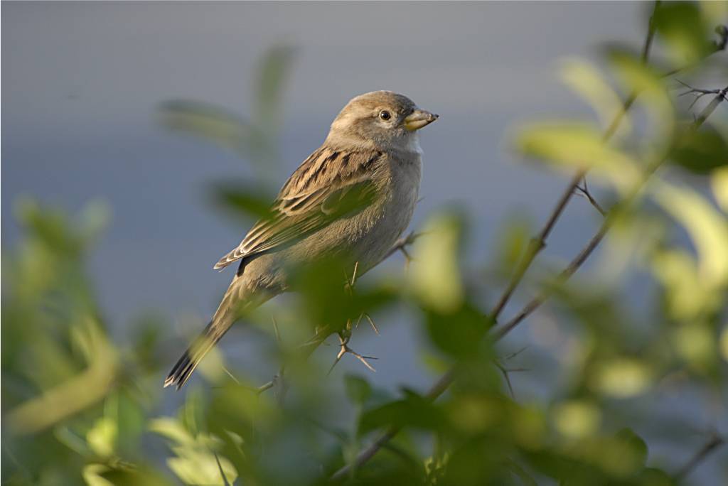 bird-503 摄影 fengsheng