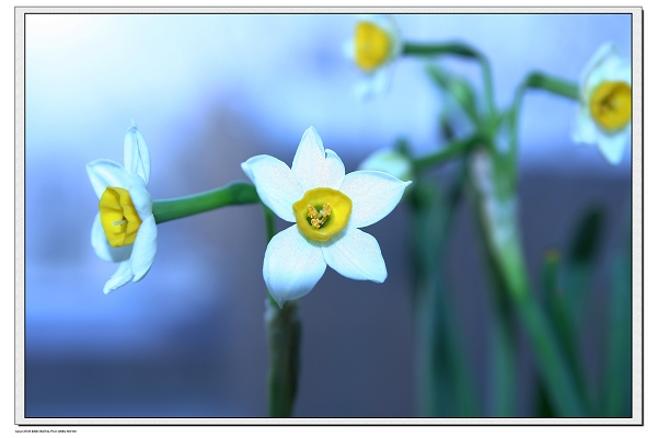 水仙花 摄影 乐子